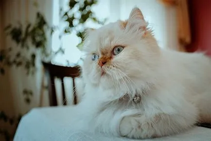 Персийска котка порода и описание на характера