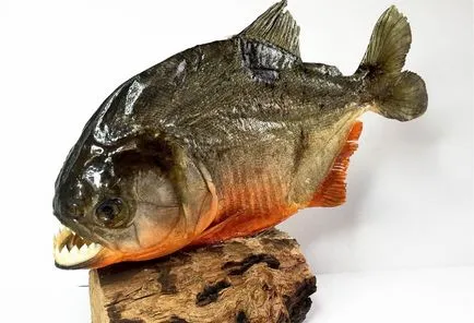 Piranha (50 снимки) Интересни факти, които зъби krasnobryuhoy риби живеят в Амазония, описание, видео