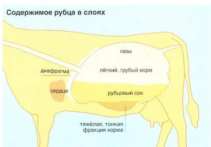 Разлагане крава 1