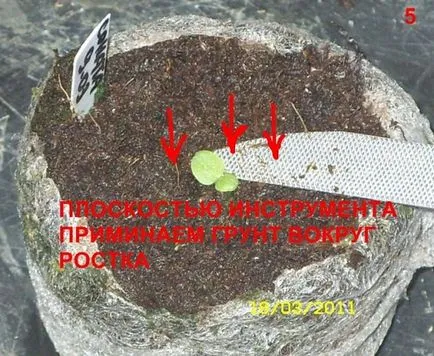 Петуния - спуска и да растат разсад