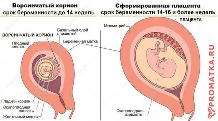 Плацента полип - Симптоми, Причини, Лечение