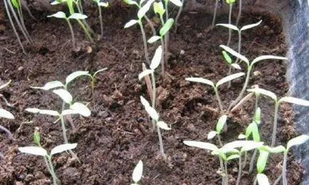 Лоши отглеждане на разсад за домати, които правят (домати) Лоши отглеждане на разсад за домати, които правят