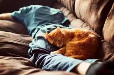 Защо котките спят на един човек (защо) Защо котките спят на мъжа
