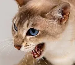 Защо котка котенца трансфери към друго място