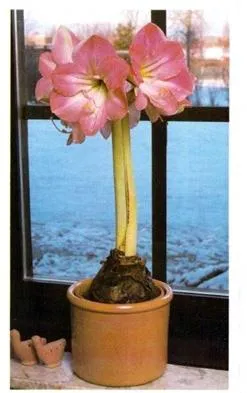 Защо не цветя Hippeastrum, и как да се бори с него