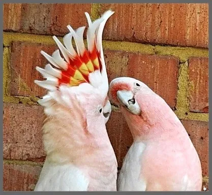 Защо птичките пеят