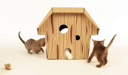 Защо котка котенца трансфери към друго място