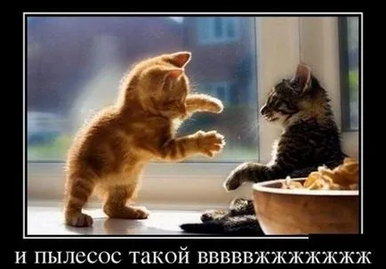 Защо котките се страхуват от прахосмукачка или котешки страст