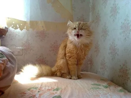 Защо разклаща котката, червен котка