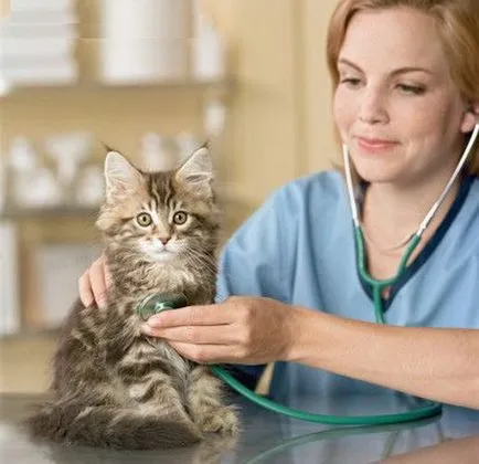 Защо котките не ходят до тоалетна