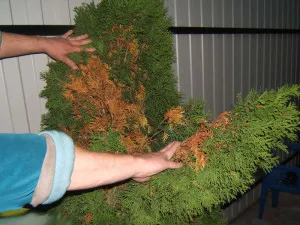Защо жълт Arborvitae и какво да правя Arborvitae заболявания и лечението им, как да се спаси на петия сушене защо
