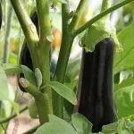 Торене зеле на открито земята и колко да оплоди