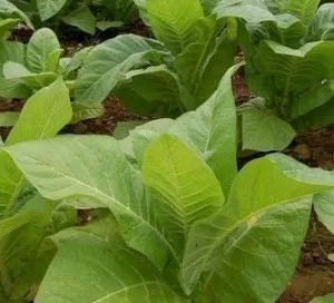 Полезни свойства, култивиране и употреба на тютюн