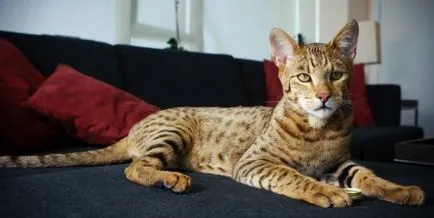 Cat порода - Ъшър описание, снимки, цена (Usher) Cat порода - Ъшър описание, снимки, цена