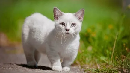 породи котки и техните личности (рок) Породи котки и техните герои