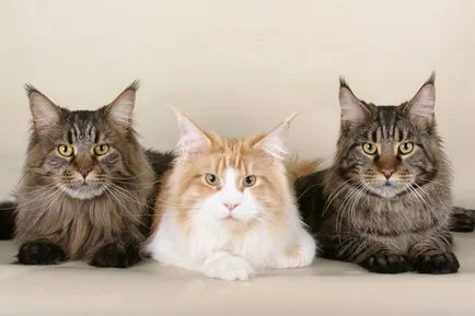 Породи котки и техните герои (котки) Породи котки и техните герои