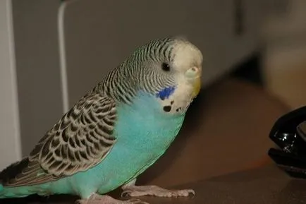 Parrot кихат причини и какво да правя в този случай (за целта) Parrot кихат причини и какво да правят в този случай,