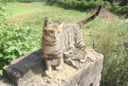 Порода котка с дълга опашка и описание на снимката, котката и котката