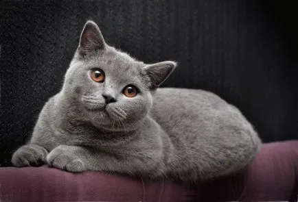 Породи котки и техните герои (котки) Породи котки и техните герои