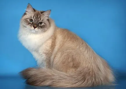 Порода котка с дълга опашка и описание на снимката, котката и котката