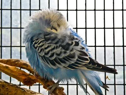 Parrot кихне - какво да правя, защо вълнисто папагалче често кихане, видео