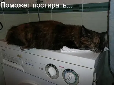 Използването на котки