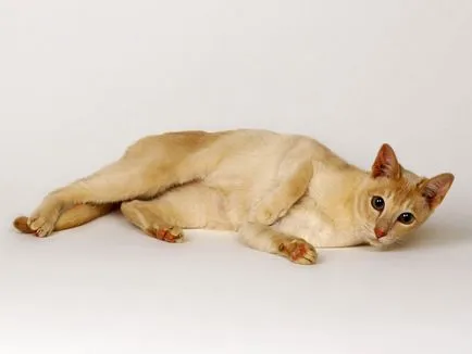 Породи котки и техните герои (котки) Породи котки и техните герои