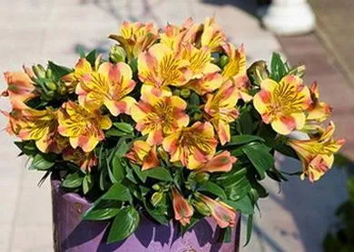 Зашеметяващи Alstroemeria у дома