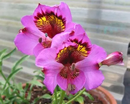 Зашеметяващи Alstroemeria у дома