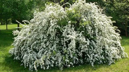 Засаждане, грижи и отглеждане храст Spirea снимки, видове и сортове Spirea (репродукция) Засаждане, грижи и отглеждане храст Spirea снимки, видове и сортове Spirea