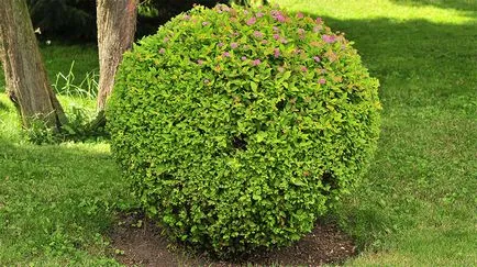 Засаждане, грижа и разпространение на Spirea храст снимка, видове и разновидности на Spirea (храст) Засаждане, грижи и отглеждане храст Spirea снимки, видове и сортове Spirea
