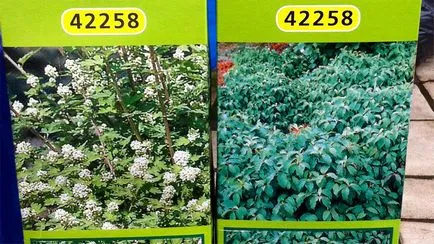 Засаждане, грижи и отглеждане храст Spirea снимки, видове и сортове Spirea (репродукция) Засаждане, грижи и отглеждане храст Spirea снимки, видове и сортове Spirea
