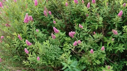 Засаждане, грижа и разпространение на Spirea храст снимка, видове и разновидности на Spirea (храст) Засаждане, грижи и отглеждане храст Spirea снимки, видове и сортове Spirea