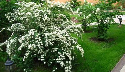 Засаждане, грижи и отглеждане храст Spirea снимки, видове и сортове Spirea (репродукция) Засаждане, грижи и отглеждане храст Spirea снимки, видове и сортове Spirea