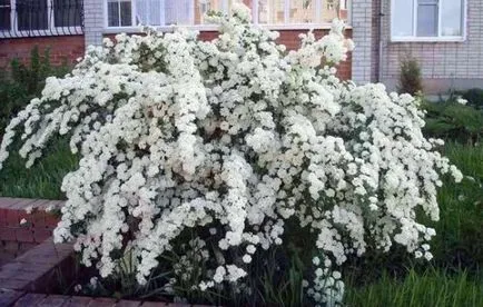 отглеждане Spirea засаждане, засаждане на технологиите, снимка, изберете