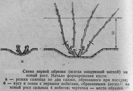 отглеждане Spirea засаждане, засаждане на технологиите, снимка, изберете