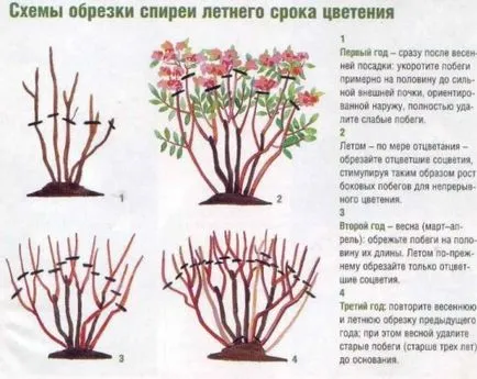 отглеждане Spirea засаждане, засаждане на технологиите, снимка, изберете