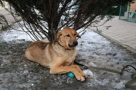 загубил куче