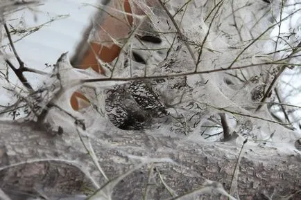 ненаситна паразит
