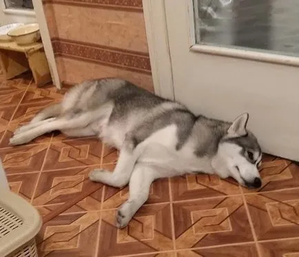 загубил куче