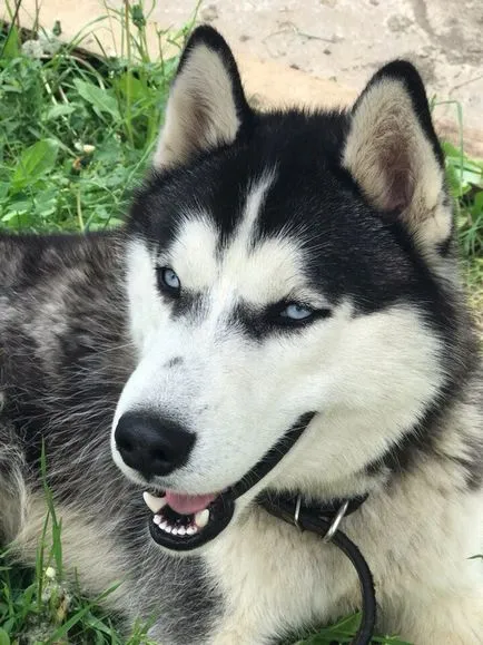 загубил куче