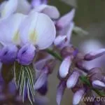 Метла засаждане и грижи, отглеждане, размножаване, снимки