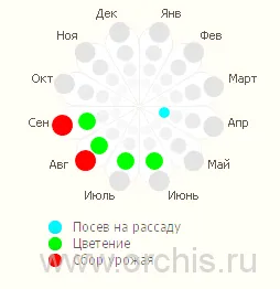 Метла засаждане и грижи, отглеждане, размножаване, снимки