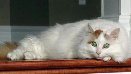 Fluffy списък породи котки и подробен преглед на (снимка) (котка) Fluffy списък породи котки и подробен преглед на (снимка)