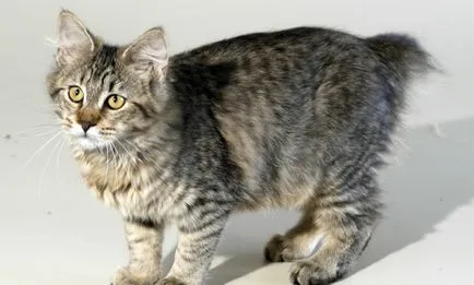 Fluffy списък породи котки и подробен преглед на (снимка) (направени официални списъци) Fluffy списък породи котки и подробен преглед на (снимка)