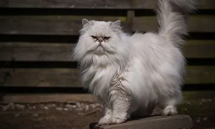 Fluffy списък породи котки и подробен преглед на (снимка) (преглед) Fluffy списък породи котки и подробен преглед на (снимка)