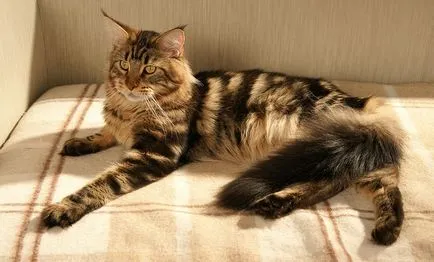 Fluffy списък породи котки и подробен преглед на (снимка) (списък) Fluffy списък породи котки и подробен преглед на (снимка)