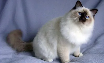 Fluffy списък породи котки и подробен преглед на (снимка) (преглед) Fluffy списък породи котки и подробен преглед на (снимка)