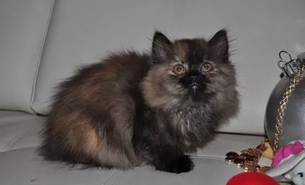 Fluffy списък породи котки и подробен преглед на (снимка) (рок) Fluffy списък породи котки и подробен преглед на (снимка)