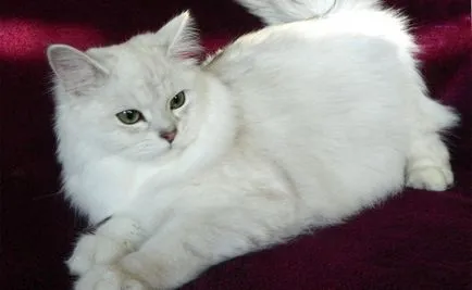 Fluffy списък породи котки и подробен преглед на (снимка) (пухкав) Fluffy списък породи котки и подробен преглед на (снимка)